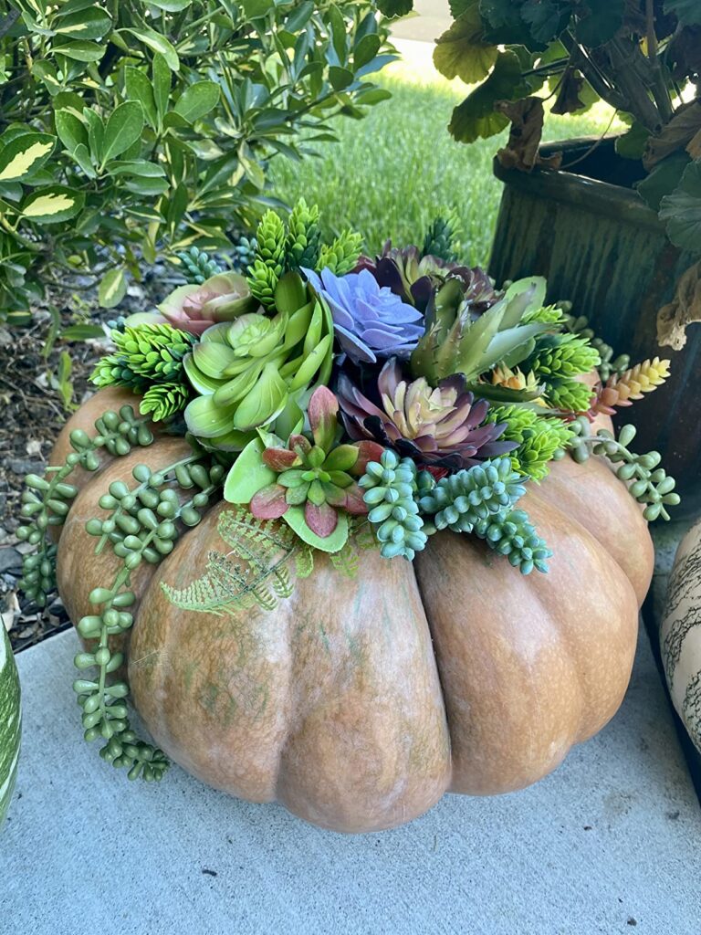 Large pumpkin succulents arrangement