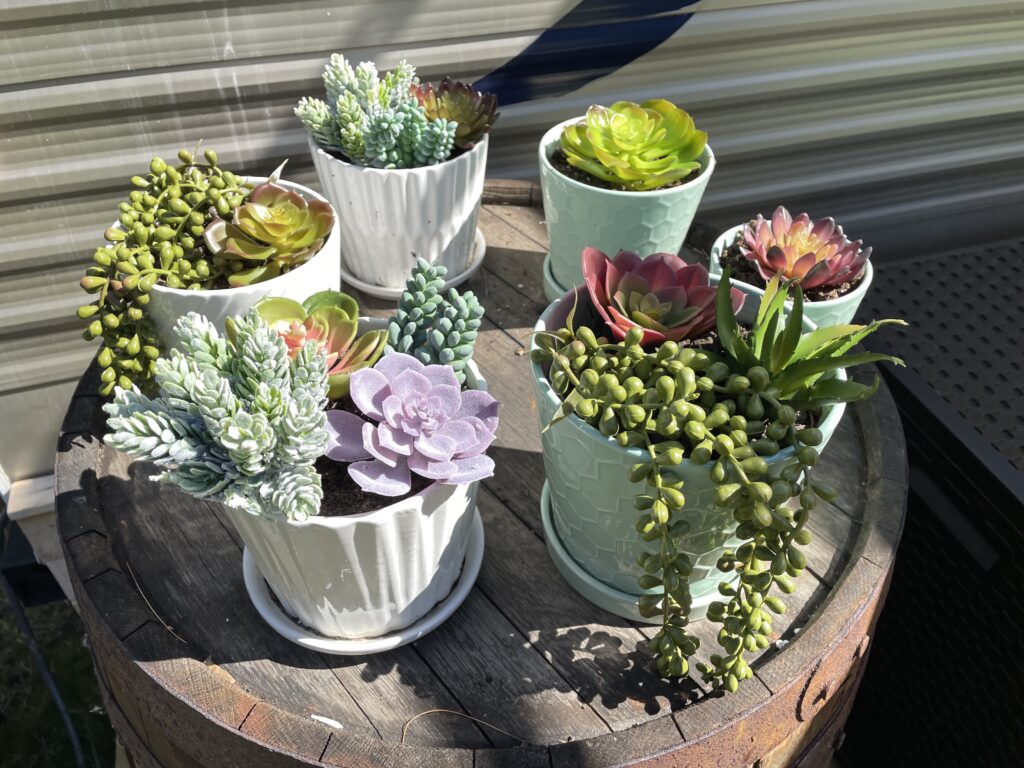Outdoor Fake Succulents DIY Decor